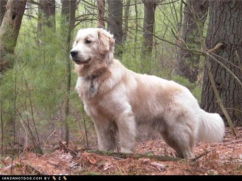 Goggie ob teh Week: Golden Retriever is teh WINNAR! Edit This