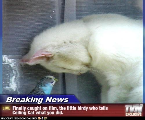 Breaking News - Finally caught on film, the little birdy who tells Ceiling Cat what you did.