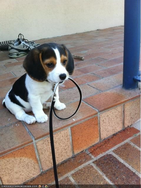 Cyoot puppeh ob teh Day: I Can Has Walkies Nao?