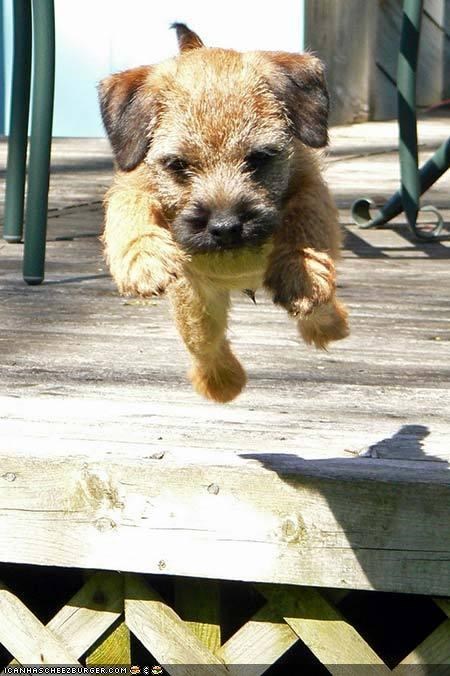 Cyoot Puppeh ob teh Day: Catch Meeeee!