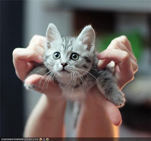 Cyoot Kitteh of teh Day: Iz a Bird!  Iz a Plane!  Iz SUPAKITTEH!