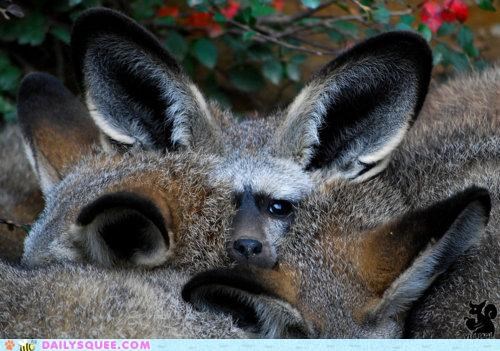 Whatsit Wednesday: Whatsit Fox is Not Quite a Fennec
