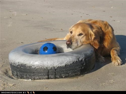 Goggie ob teh Week: Tire, Y U No Fun?