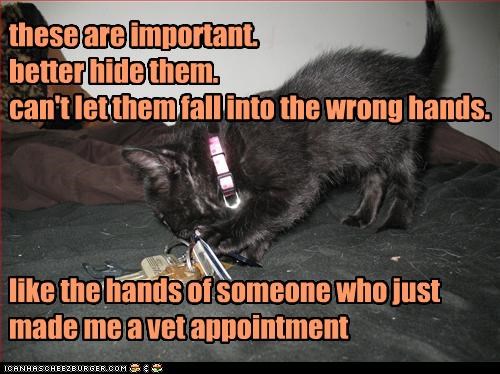 these are important. better hide them. can't let them fall into the wrong hands.     like the hands of someone who just made me a vet appointment