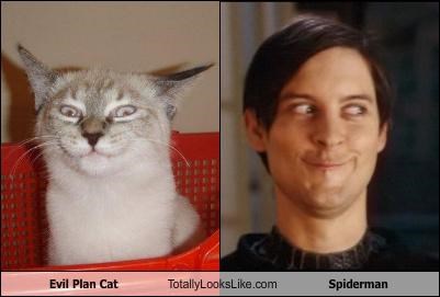 Evil Plan Cat Totally Looks Like Spiderman