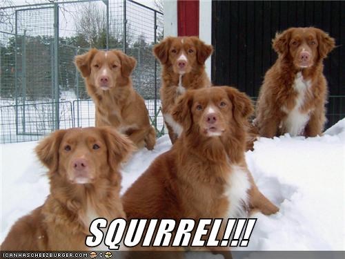 SQUIRREL!!!