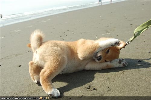 Cyoot Puppeh ob teh Day: Teh Sun is Too Brite!