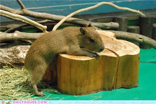 Squee Spree: Capybara Carpentry!