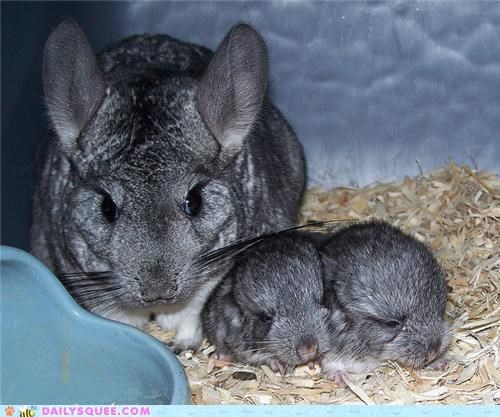 Squee Spree: Chinchillas Vs. Sugar Gliders