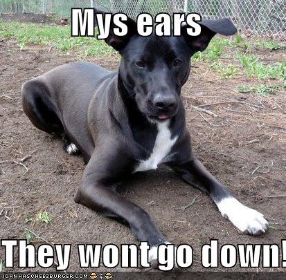 Mys ears  They wont go down!!!!