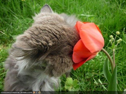 Cyoot Kitteh of teh Day: Sumtiemz, U Gotta Stawp n Smell teh Flowerz