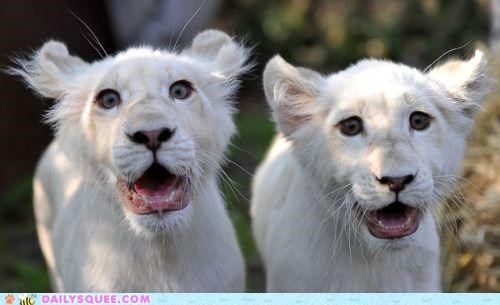 Shock and Awwwwwwwww