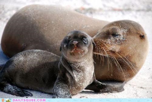 Sealioness Love