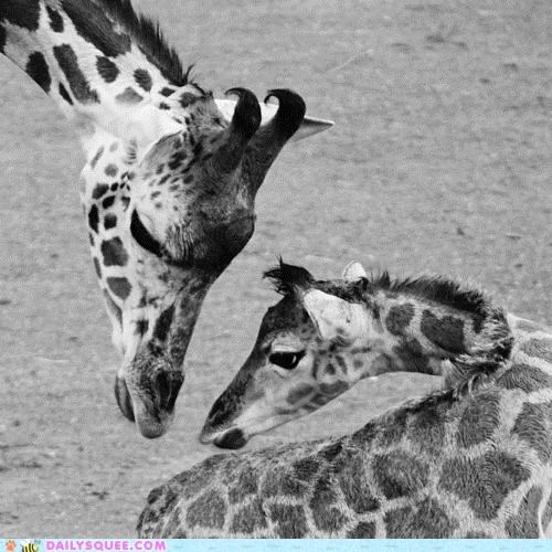 A Mother's Love in Black and White