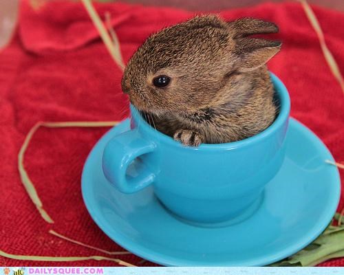 Happy Bunday!