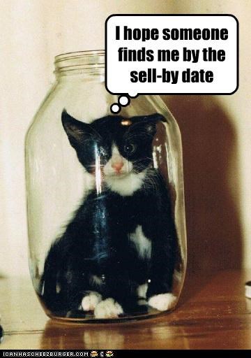 Pickle Puss