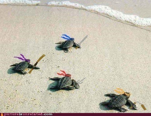 Turtle Power!