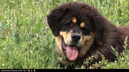 Goggie ob teh Week: Tibetan Mastiff is teh Winnar!