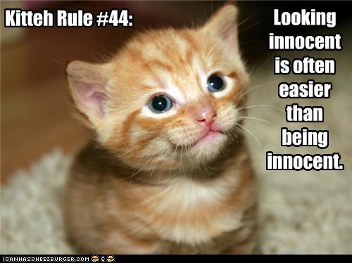 Kitteh Rule #44: