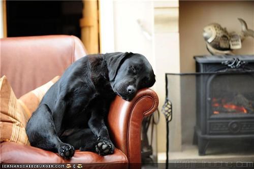 Cyoot Puppeh ob teh Day: Carry Me to Bed Pwease