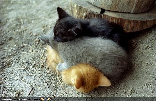 Cyoot Kittehs of teh Day: Kitten Napping Gradient