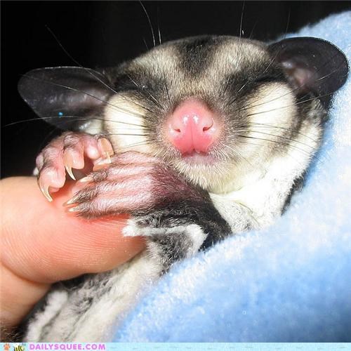 Squee Spree: Sweet Dreams, Sugar Baby