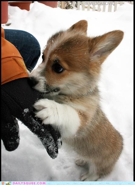Corgi Puppy Eyes. You Cannot Resist.