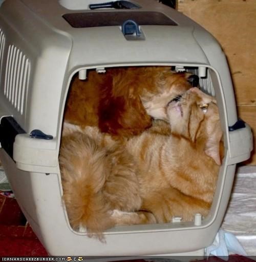 Goggies R Owr Friends: WE R GETTING A BIGGUR HOTEL ROOM NEXT TIEM!!!!1