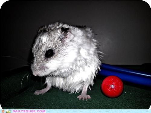 Spike Playinhg Pool