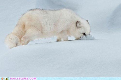 Acting Like Animals: Cold Has a Very Distinct Smell