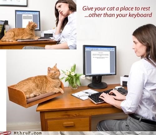 Like That'll Work. The Cat Is There Because It WANTS to Annoy You