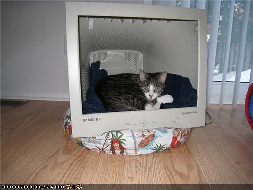 Nine Photos of Animals With Lovely Computer Monitor Homes