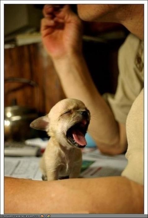 Cyoot Puppeh ob teh Day: Big Yawn, Tiny Head