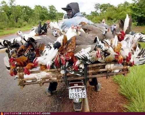 Door to Door Chicken Sales...