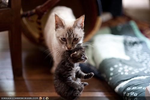 Cyoot Kittehs of teh Day: Bai teh Skruff ob Ur Nek