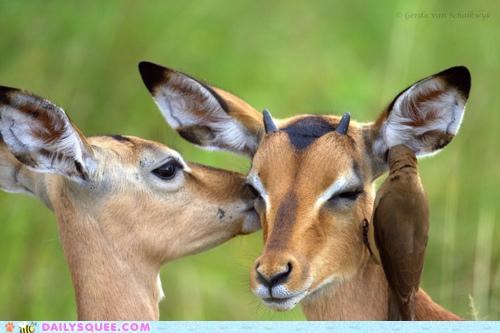 Acting Like Animals: Psst, Dude, You've Got a Bird in Your Ear