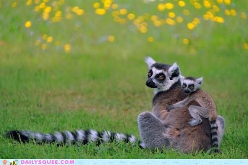 Lemur-Back Ride!