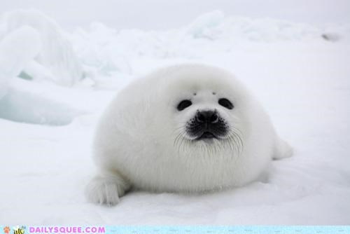 A Lovely, Fuzzy Blob of Squee