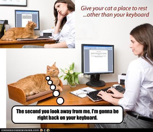 Would this really work with your cat?