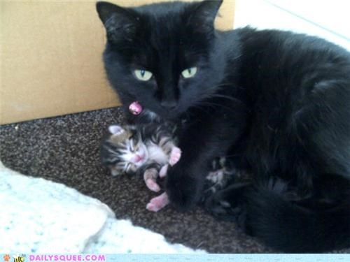 Kitten and his mummy