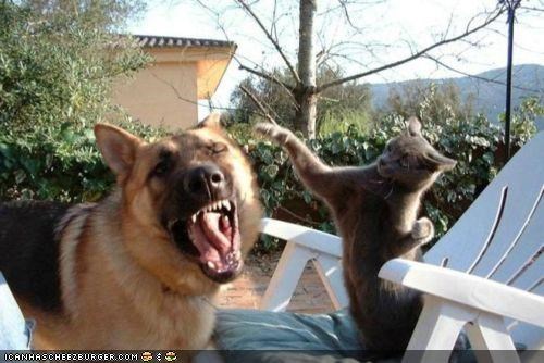 Goggies R Owr Friends: U Gots an Eye Boogey!  Lemme Git It 4 U!!!