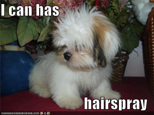 I can has   hairspray