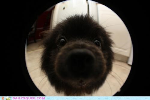 Puppies Playing With Cameras