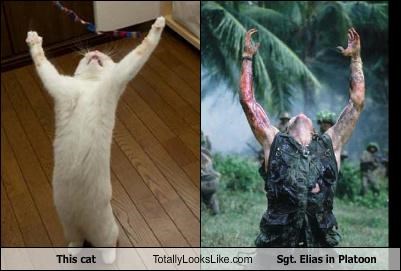 This Cat Totally Looks Like Sgt. Elias in "Platoon"