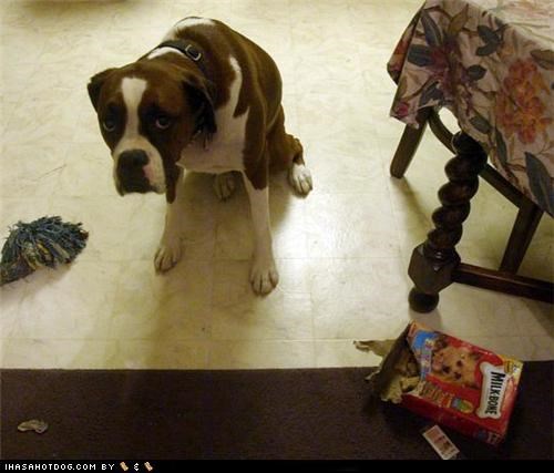 Goggie ob teh Week: I Eated All the Cookies :(