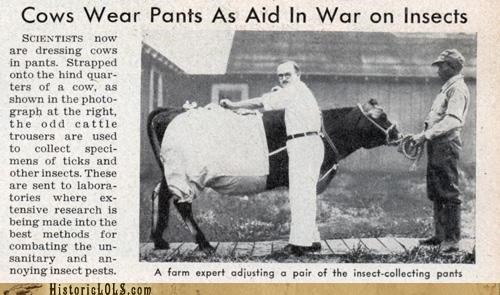 Cow Pants: The Last Line Of Defense In The War On Insects