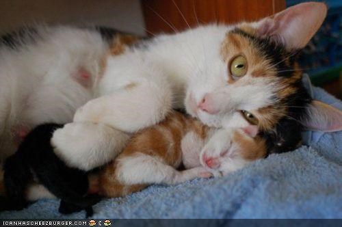 Cyoot Kittehs of teh Day: Dere's No Blankie Liek Mah Momma