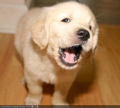 Cyoot Puppeh ob teh Day: Singing U a Mornin Soooong!