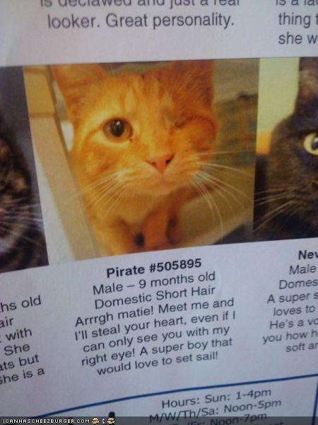 Arrgh-some Kitteh Adoption Advertisment