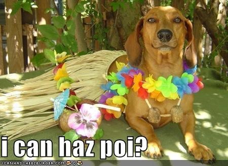 i can haz poi?
